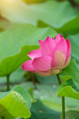 Güzel pembe nilüfer çiçeği