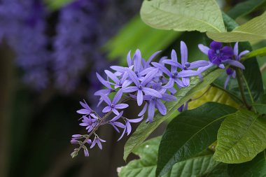 Menekşe Petrea çiçek ağaç üzerinde.
