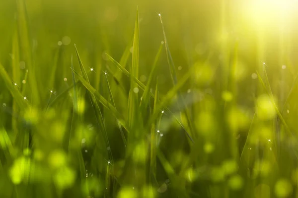 Fresh green leaves of rice plant with drop dew and light. — Stock Photo, Image