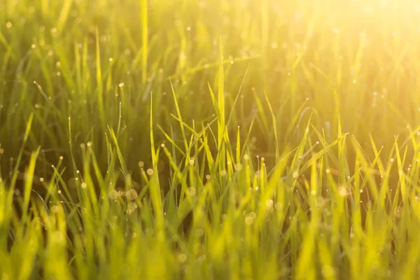 Folhas verdes frescas de planta de arroz com orvalho gota e luz . — Fotografia de Stock