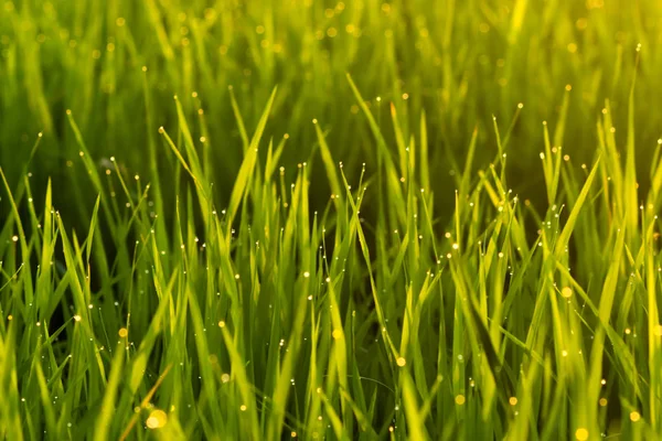 Damla çiğ ve ışık ile pirinç bitkinin taze yeşil yaprakları. — Stok fotoğraf