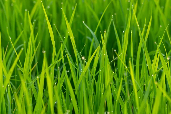 Folhas verdes frescas de planta de arroz com orvalho gota e luz . — Fotografia de Stock