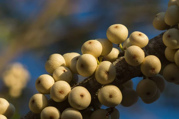 Figs on the branch of a fig tree — Stock Photo, Image