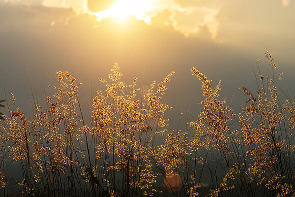 Flower grass with sunlight.