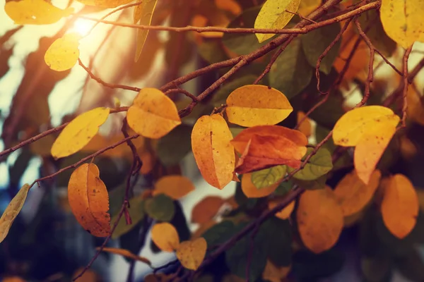 Gule blader om høsten. – stockfoto