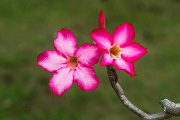 Adenium Obesum flor . — Fotografia de Stock