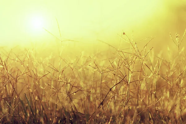 Herbe de fleurs avec lumière du soleil . — Photo