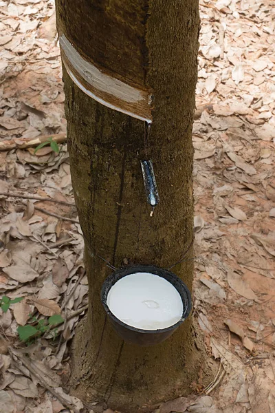 Rubber Latex of rubber trees. — Stock Photo, Image