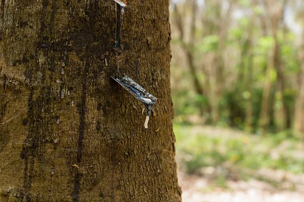 Rubber Latex of rubber trees. — Stock Photo, Image