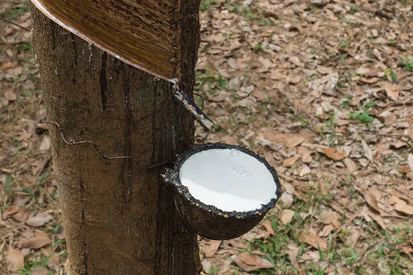 Close-up van de verse latex melk van rubber bomen. — Stockfoto