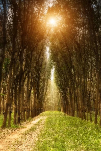 Paysage d'arbres en caoutchouc — Photo