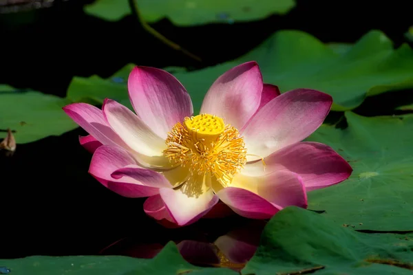 Hermosa flor de loto rosa — Foto de Stock