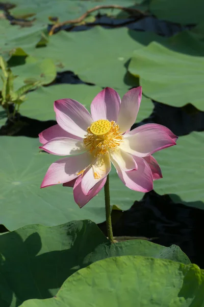 Hermosa flor de loto rosa — Foto de Stock