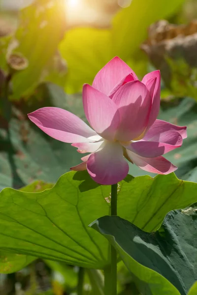 Bellissimo fiore di loto rosa — Foto Stock