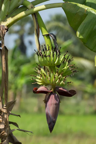 Bananes vertes suspendues à l'arbre . — Photo