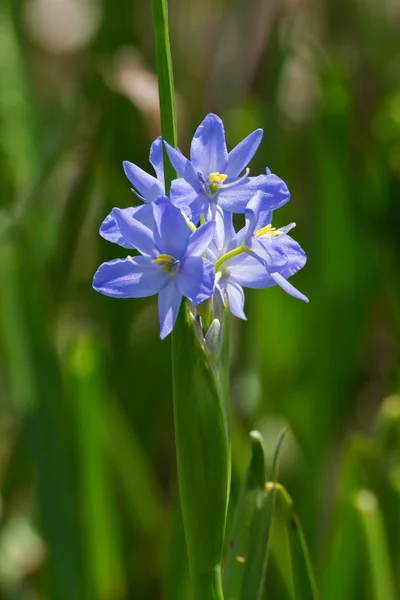 Mor çiçek - Monochoria elata çiçek. — Stok fotoğraf