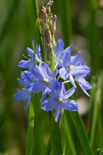 Flor púrpura - flor de Monochoria elata . — Foto de Stock