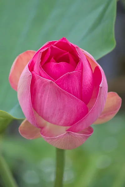 Красива рожева квітка лотоса — стокове фото