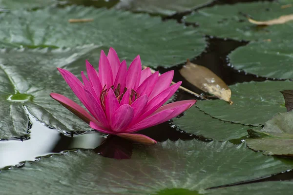 Pink waterlily flower. — Stock Photo, Image