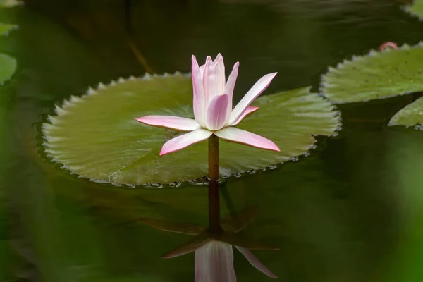 Белый с розовым водянистым цветком . — стоковое фото