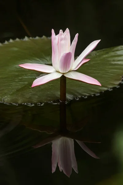 Wit met roze waterlily bloem. — Stockfoto