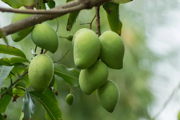 Groene mango op boom. — Stockfoto