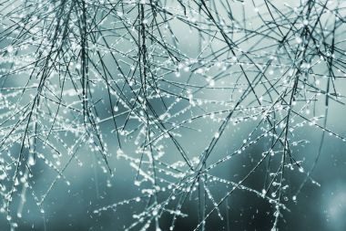 Kış renkli çam yapraklarda su damlaları.