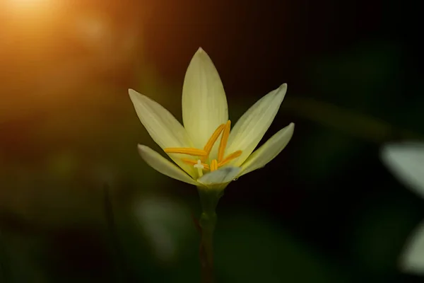 Hermosa flor de lirio lluvia . — Foto de Stock