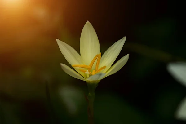 Bella pioggia giglio fiore . — Foto Stock