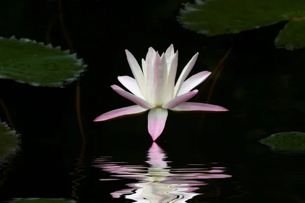 Water lily bloem in het donkere water. — Stockfoto