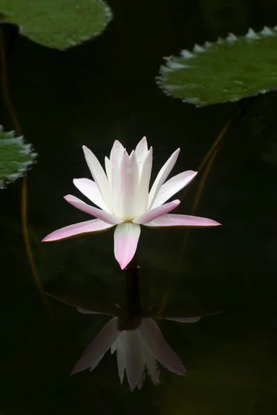 Flor de lirio de agua en el agua oscura . — Foto de Stock