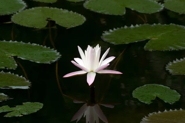 Näckros blomma i mörka vatten. — Stockfoto