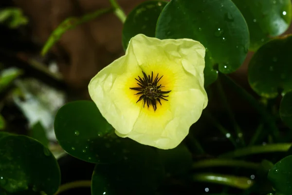 노란 물 양 귀 비 꽃. — 스톡 사진