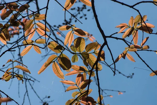 Folhas na estação de primavera . — Fotografia de Stock