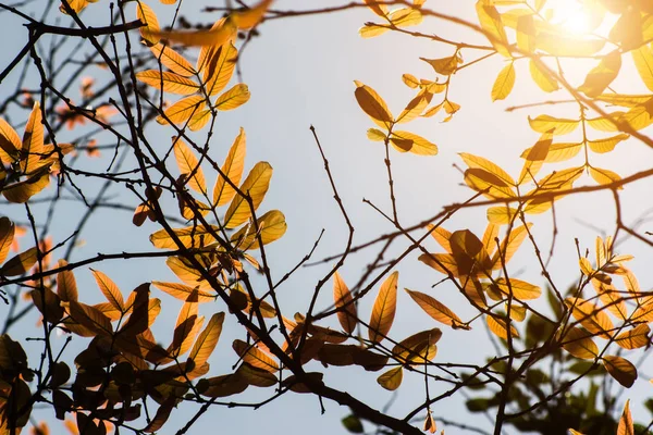 Bladeren in de lente seizoen. — Stockfoto