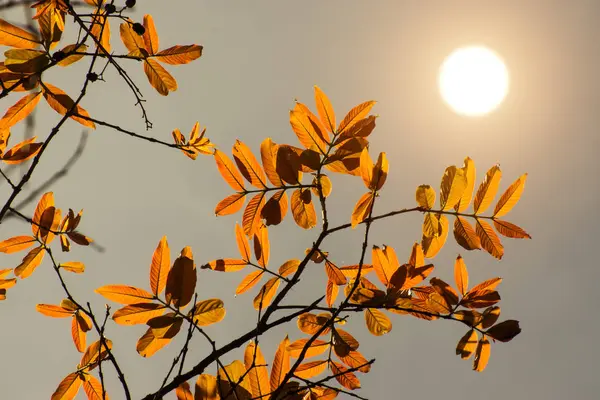 Folhas na estação de primavera . — Fotografia de Stock