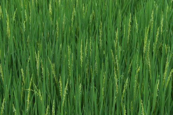 Frische grüne Reispflanzen auf dem Feld. — Stockfoto