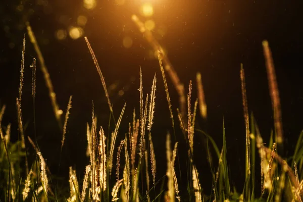 Flores grama com fundo leve . — Fotografia de Stock