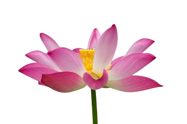 Рожева квітка лотоса цвіте — стокове фото