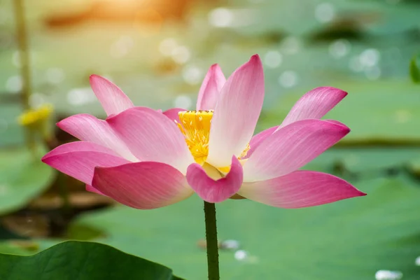 Fiore di loto rosa stanno fiorendo — Foto Stock