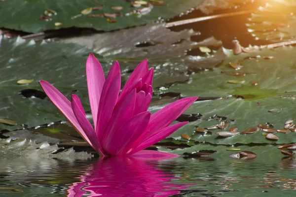 Water lily flower with water refection and sunlight. — Stock Photo, Image