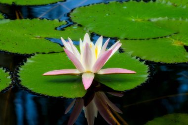 Nilüfer çiçek karanlık su.