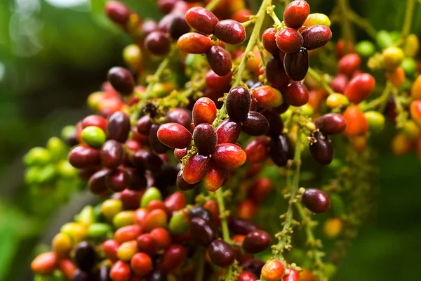 Herb fruit of Lepisanthes rubiginosa tree.