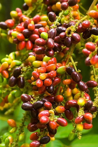 Herb fruit of Lepisanthes rubiginosa tree. — Stock Photo, Image