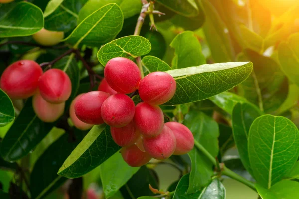 Frutta di ribes del Bengala . — Foto Stock