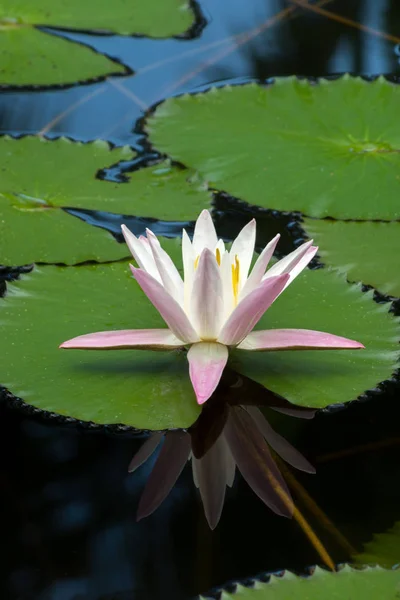 Water lily flower in the dark water. — Stock Photo, Image