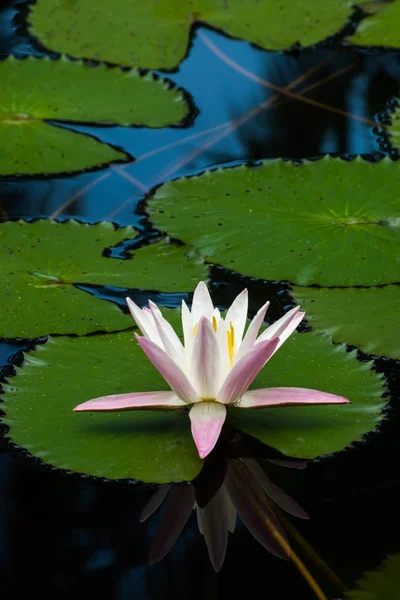 Flor de lirio de agua en el agua oscura . — Foto de Stock