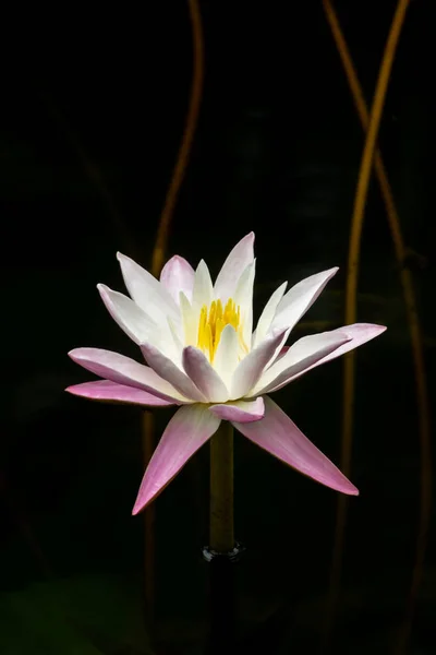 Giglio d'acqua fiore nell'acqua scura . — Foto Stock