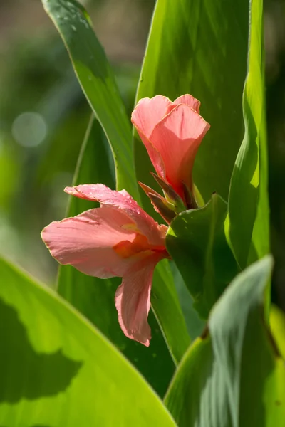 Růžový květ Canna indica rostliny. — Stock fotografie