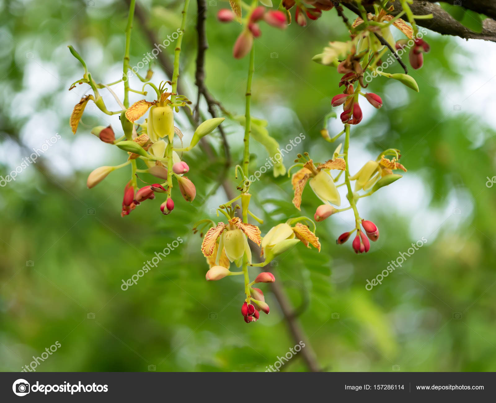 Tamarindus Indica Flower Stock Photo Image By C Noppharat Th Tamarindus Indica Flower Stock Photo Image By C Noppharat Th